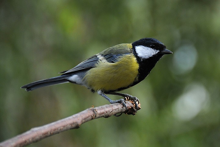 Sýkora koňadra (Parus major)